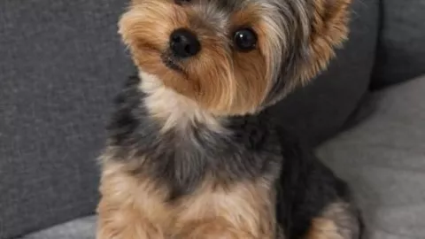 7 razas de perros chiquitos que están peludos y no crecen: pueden vivir bien en departamentos