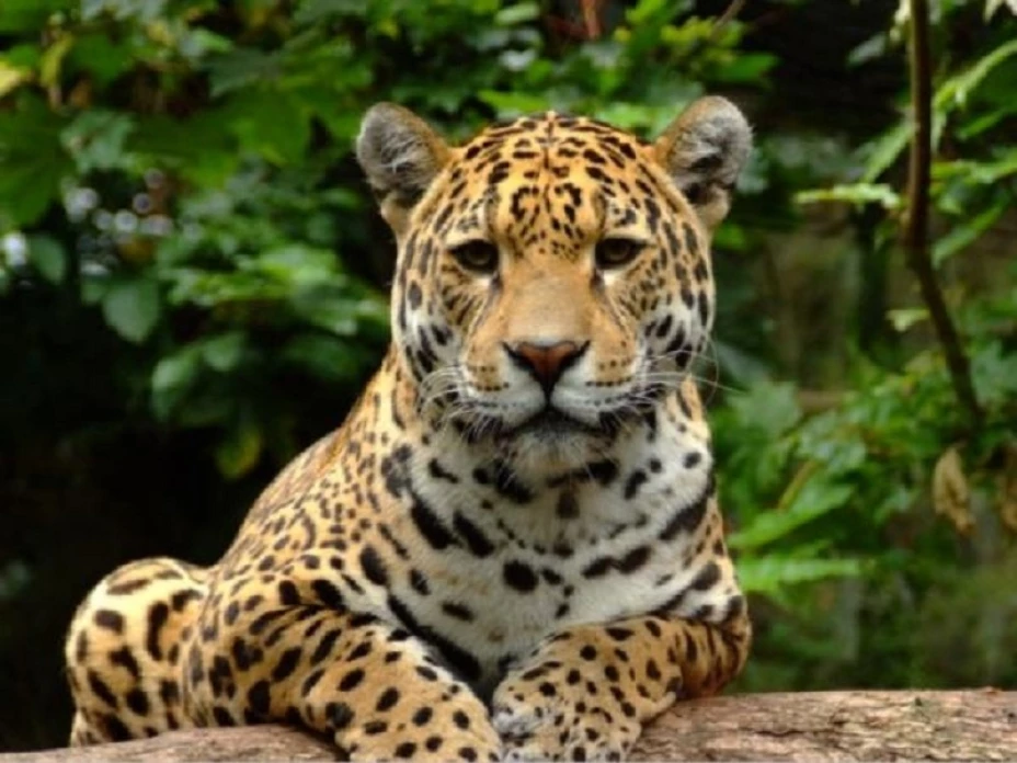 jaguar