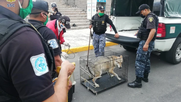 lobos mexicanos.jpg