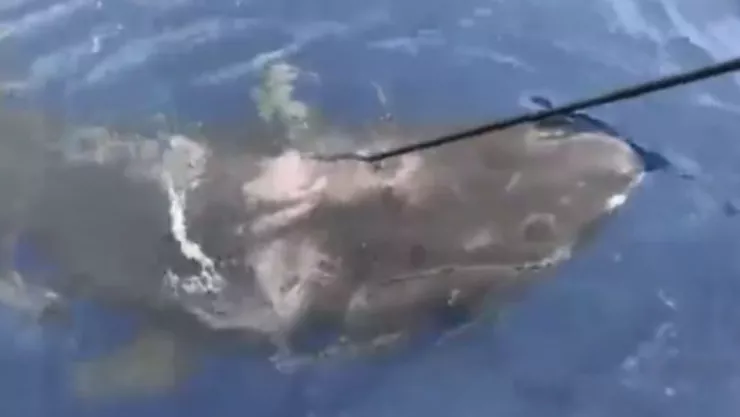 Tiburón de 400 años