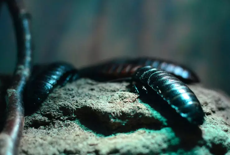 El insecto que crece más rápido en tu cocina en temporada de calor