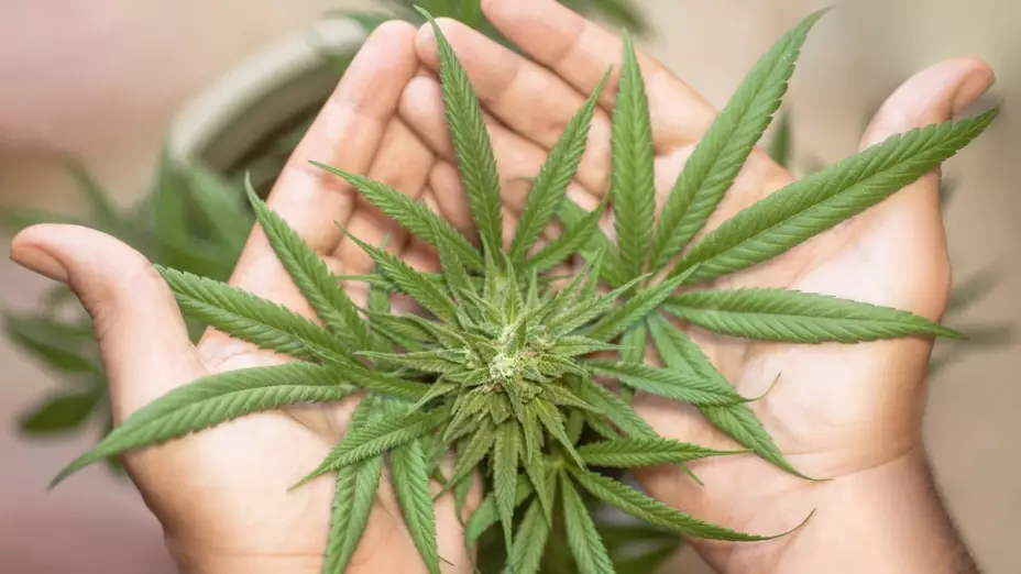 marihuana medicinal México