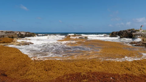 Mar de sargazo, zona muerta.jpg