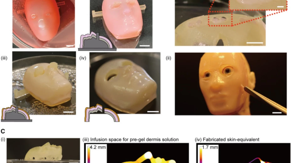 cara-robot-piel-humana-cultivada-en-laboratorio-japón-video