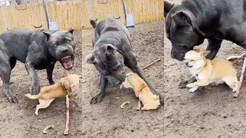 Chihuahua reta a perro enorme, le pisan la pata y corre llorando