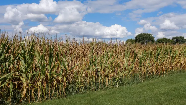Una plantación de maíz que se llevó a cabo en Illinois, Estados Unidos