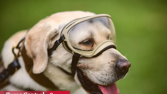 Los perros rescatistas, su entrenamiento y cuidados Los perros rescatistas, su entrenamiento y cuidados