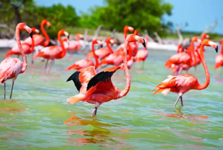 Así puedes llegar la Reserva de los Flamingos en Yucatán que está menos de 2 horas de Mérida