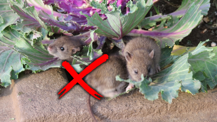 /estilo-de-vida/claves-ahuyentar-raton-no-vuelva-a-pisar-jardin
