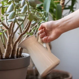 ¿Cómo acomodar el árbol de jade en la entrada para atraer dinero?