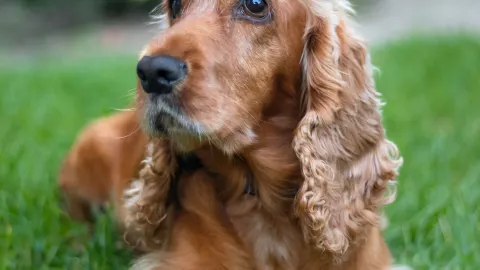 Cocker Spaniel, la raza de perros más agresiva que el rottweiler