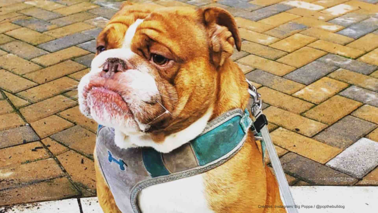 perro triste cuarentena.jpg