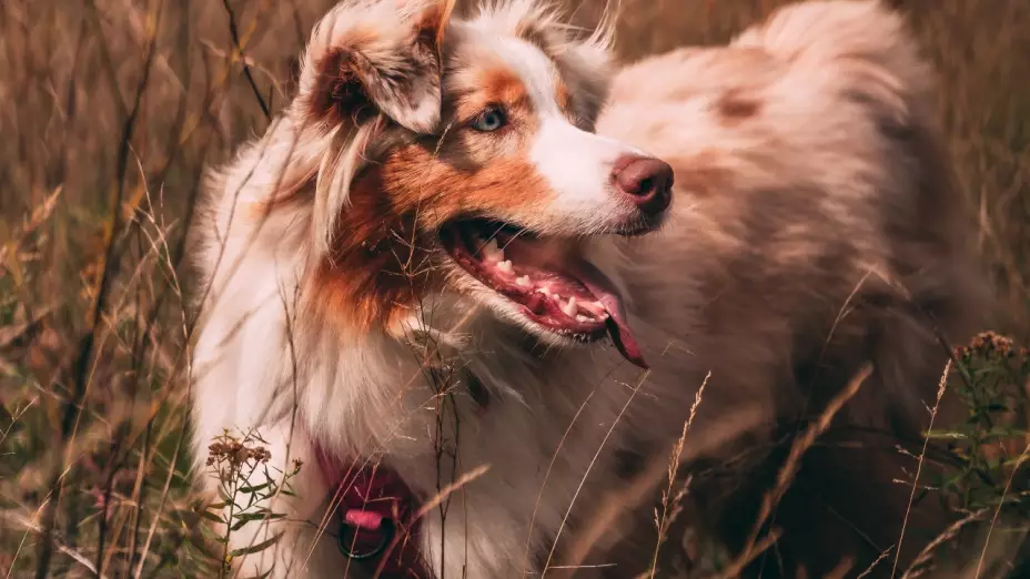 Los animales pueden predecir temblores