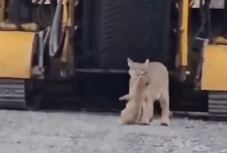 Mamá puma rescata a su cría de maquinaria en obra de construcción