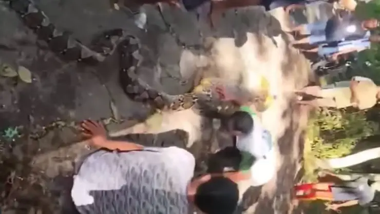VIDEO_ Enorme serpiente pitón se comió a un hombre de 61 años y así rescataron su cuerpo
