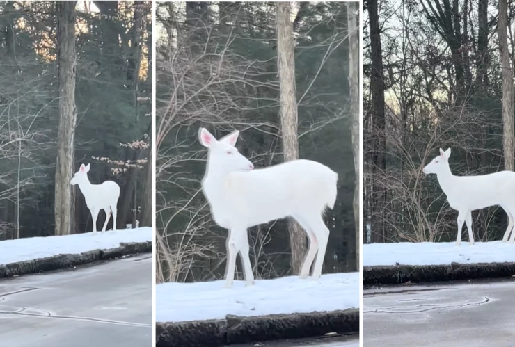 Ciervo albino en Carolina del Norte avistamiento raro se vuelve viral; video sorprende en TikTok.png