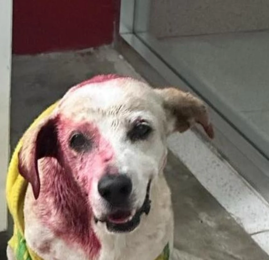 Perrito callejero es VÍCTIMA de un ataque de pitbull en Caucel (FOTO)