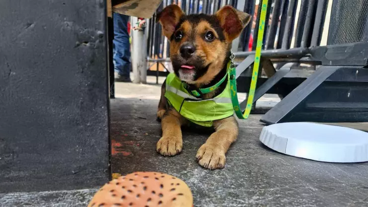 Perro Aquiles forma parte de la policía de CDMX