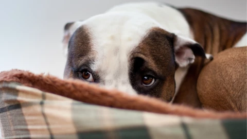 Con estos consejos tranquilizarás a tu perrito durante los fuegos artificiales