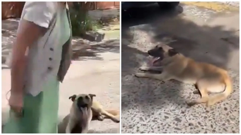 Mujer es captada arrastrando a perro amarrado a su camioneta en Jalisco.