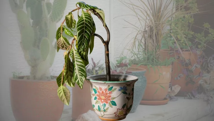 Con este truco casero podrás revivir las plantas marchitadas por el sol.jpg