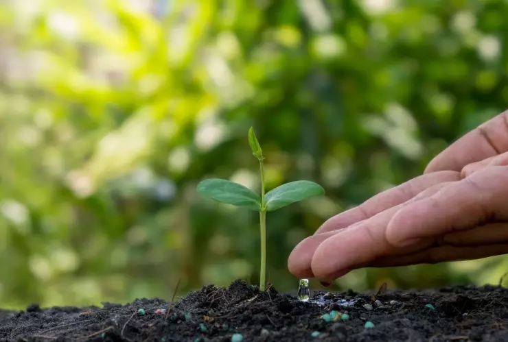Este es el fertilizante de lentejas para árboles cítricos: sigue los pasos y prepáralo