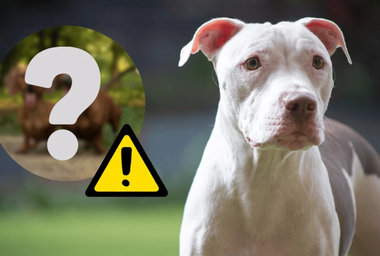 Este es el perro con el peor temperamento superó al pitbull.png