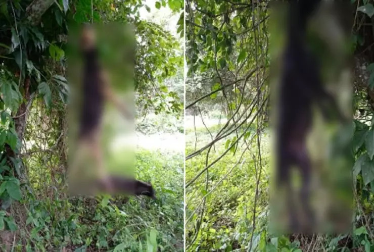 maltrato animal en Venustiano Carranza