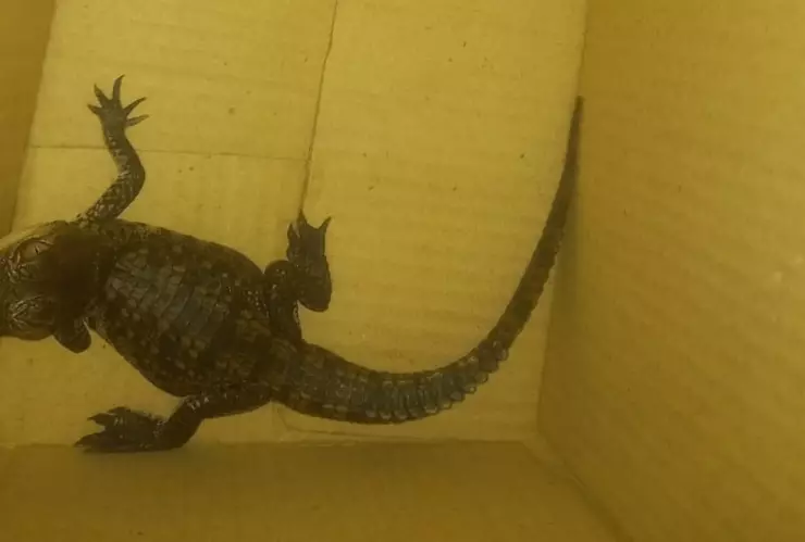 cria-caiman-rescatado-metro-cdmx-guerrero