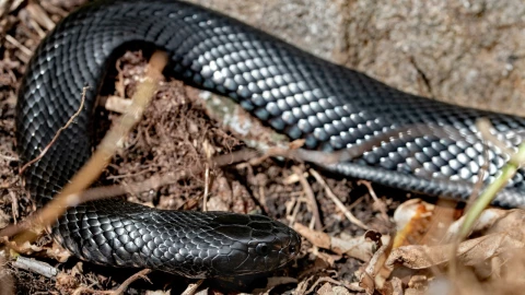 ¿Qué pasó con más de 100 serpientes en una casa en Australia?