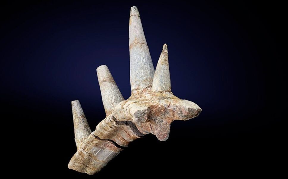 Dinosaurio, armadura, especie NHM UK.jpg