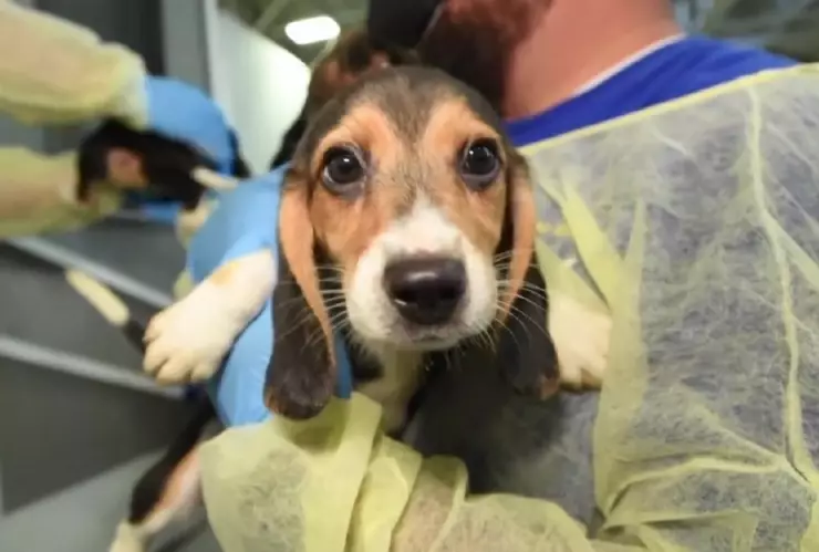 Salvan a 4 mil perritos beagle en EU; eran criados y vendidos para experimentos animales.