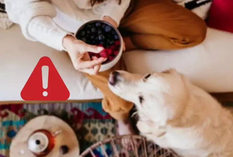 Las 9 frutas que NUNCA deberías darle de comer a tu perro