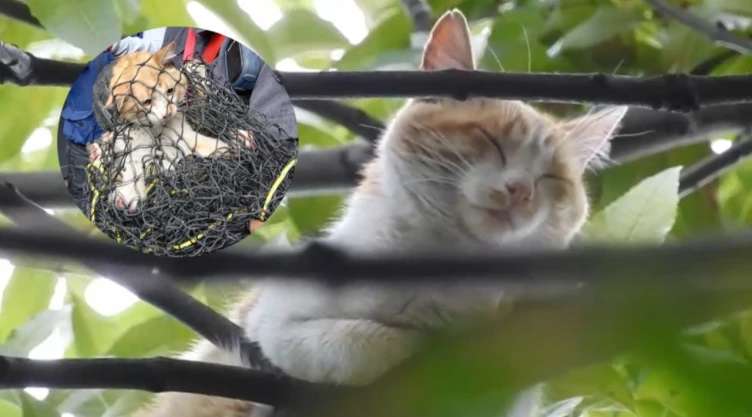 VIDEO: ¡Heroes sin capa! Bomberos y policías cierran carriles para rescatar a un gatito en la Cuauhtémoc