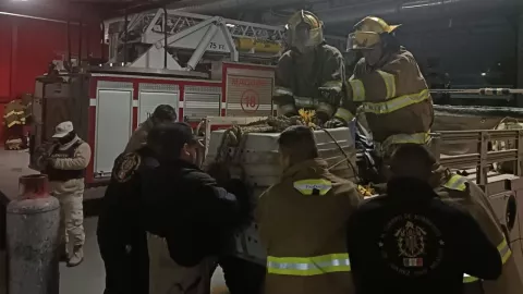 Capturan a leona suelta en Ampliación Felipe Ángeles en Ciudad Juárez