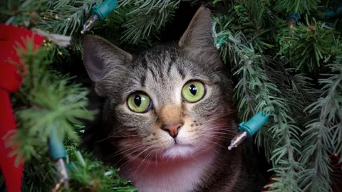 El truco casero con el que mantendrás al árbol de Navidad a salvo de tu gato.jpg