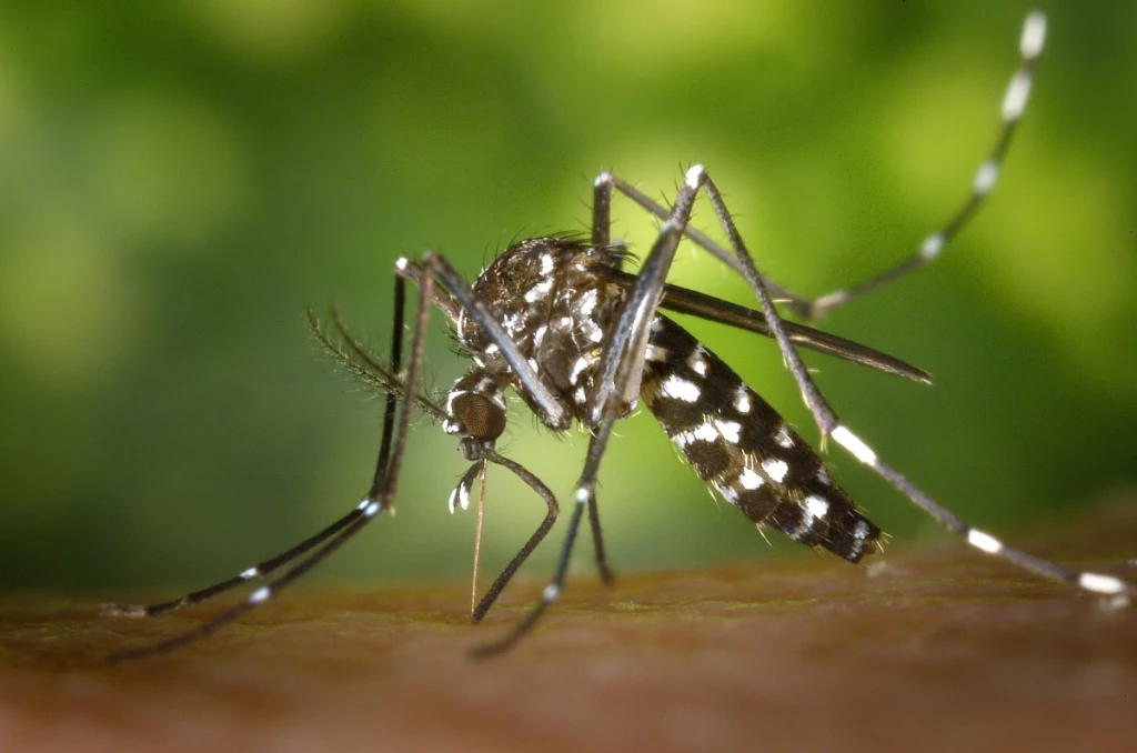 por qué nos pican las mosquitos