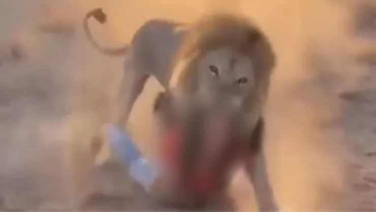 ¿Qué se sabe del video del león que muerde a una mujer en la cabeza?