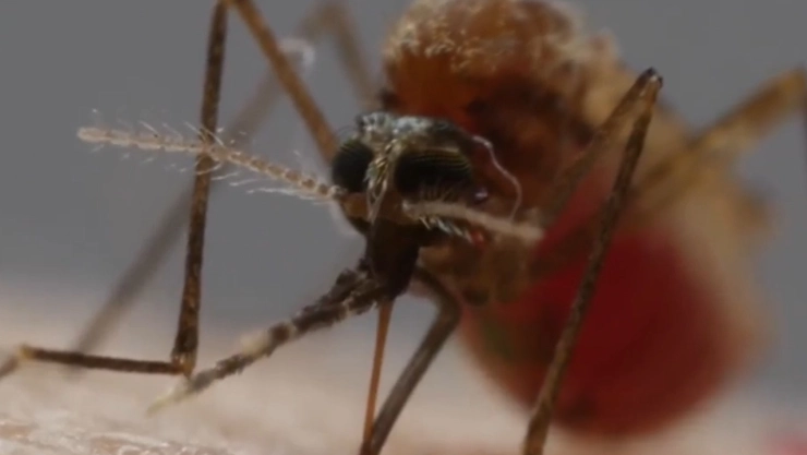 Chalco-pese-a-inundaciones-se-mantiene-a-salvo-del-dengue-no-hay-brote