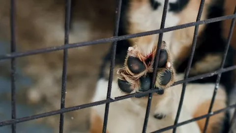 Lanzan paquete de iniciativas para endurecer castigo por maltrato animal