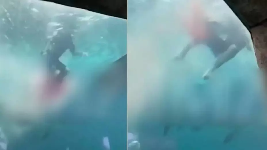 VIDEO_ Tiburón ataca a niño de 10 años en un resort de las Bahamas