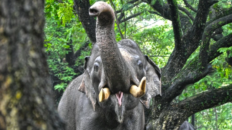 Elefante con la trompa levantada