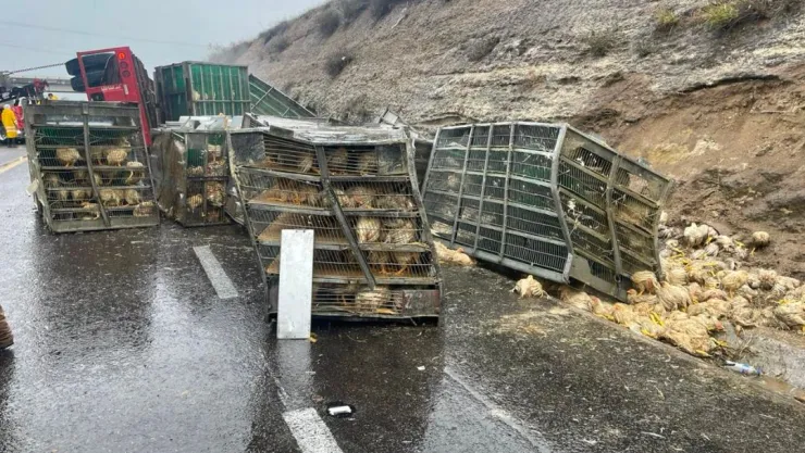 Accidentes en Aguascalientes: Vuelca tráiler con pollos en libramiento a Calvillo; no hay lesionados
