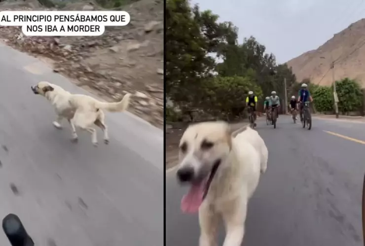 Perrito acompaña a ciclistas durante su ruta, lo apodan ciclopata