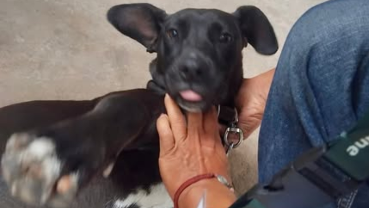 Rescatan a ‘Negrita’.