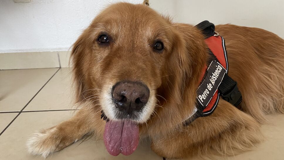 Golden-retriever-2.png