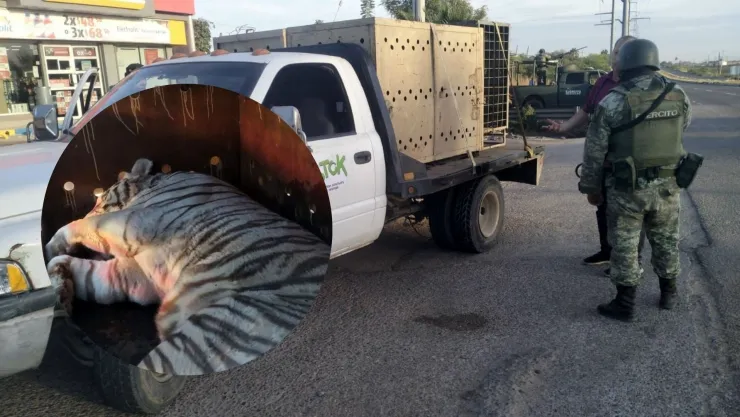 Rescatan a dos tigres blancos de bengala durante operativo en Barrancos, en Culiacán