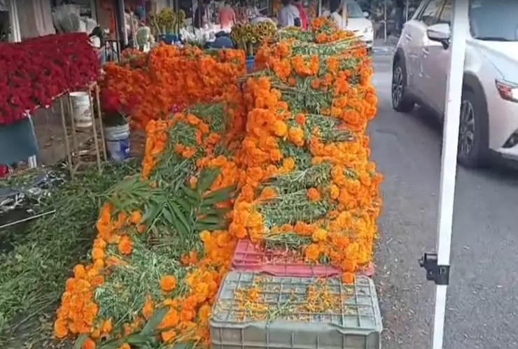 En Mezquitán florece la tradición con la venta de cempasúchil para Día de Muertos