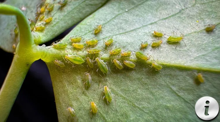 Por qué aparecen los pulgones Guía definitiva para proteger tus cultivos y plantas de interior.jpg