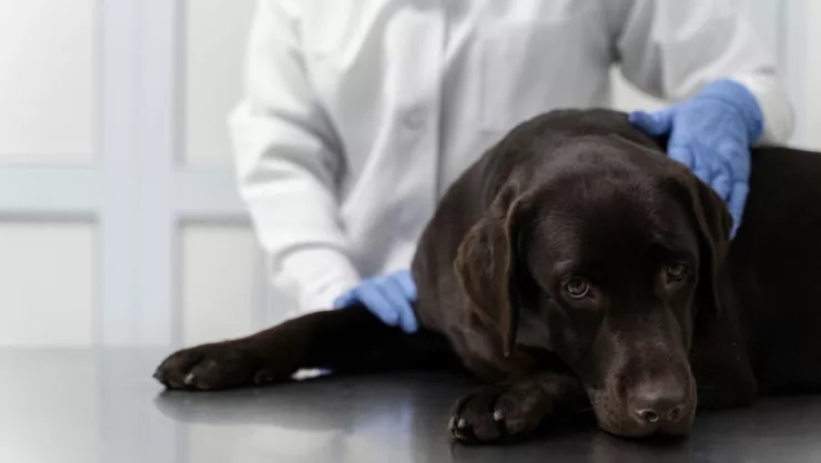 Perro itoxicado con fentanilo